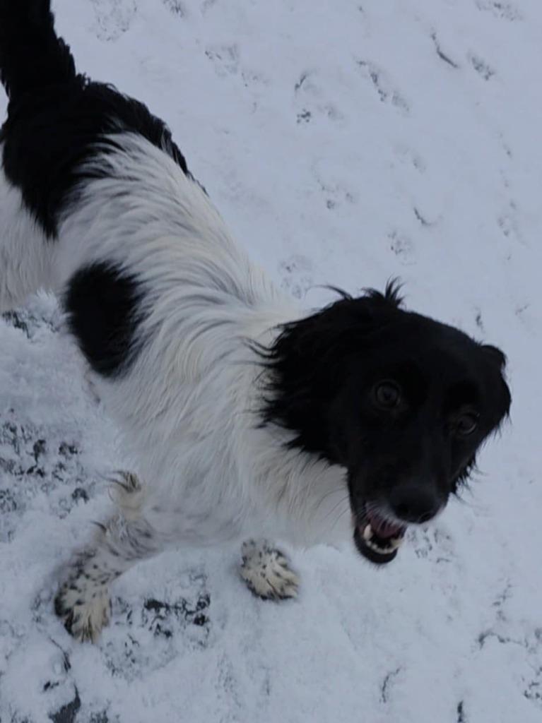 Enlarge Stewie, a Adopted mixed breed in Sprakers, NY image 2/2