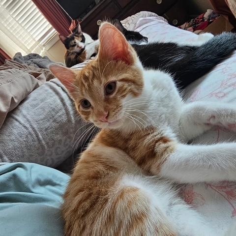Blondie & Hydrox - Kittens, a ADOPTABLE Domestic Short Hair in Braintree, MA image 3/6