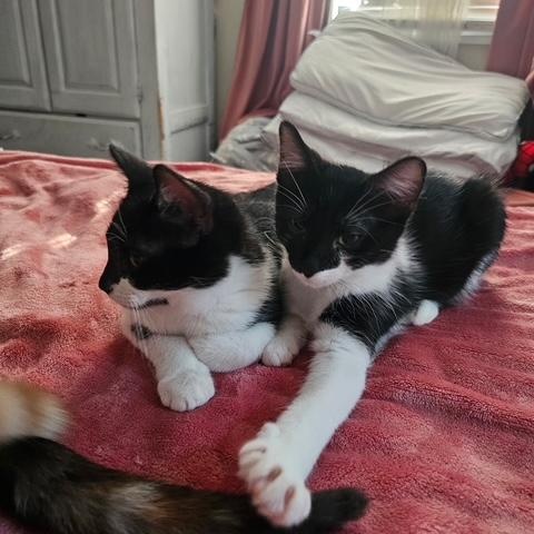 Blondie & Hydrox - Kittens, a ADOPTABLE Domestic Short Hair in Braintree, MA image 4/6