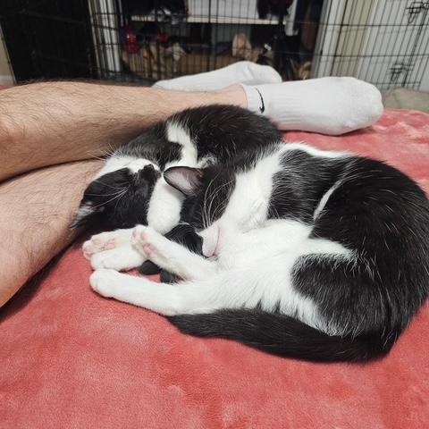Blondie & Hydrox - Kittens, a ADOPTABLE Domestic Short Hair in Braintree, MA image 6/6