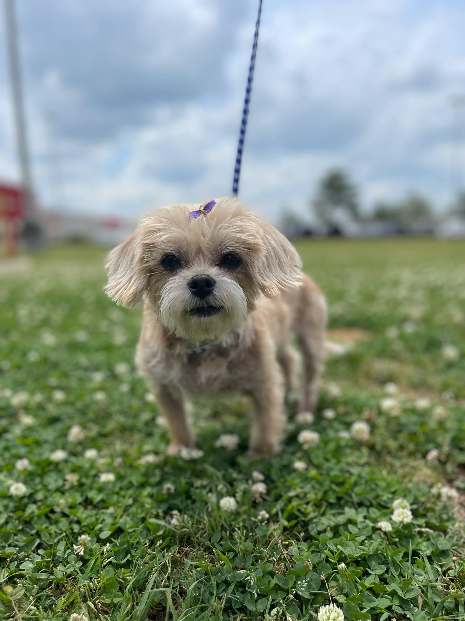 Goldie, a Adopted mixed breed in Longview, TX image 1/2