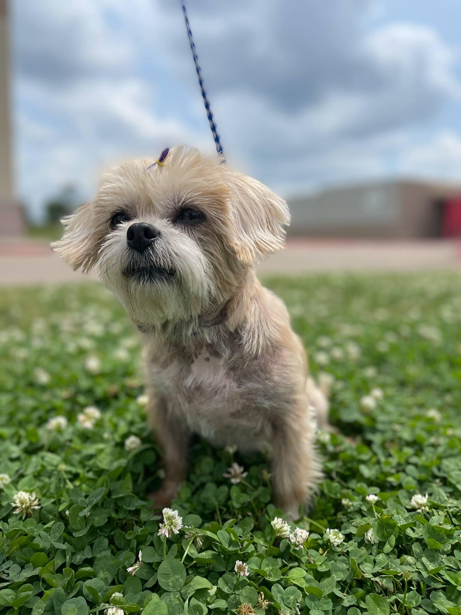 Goldie, Adopted, Senior Female Shih Tzu.