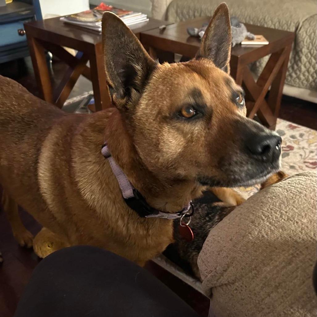 Sydney Belgian Shepherd / Malinois Dog
