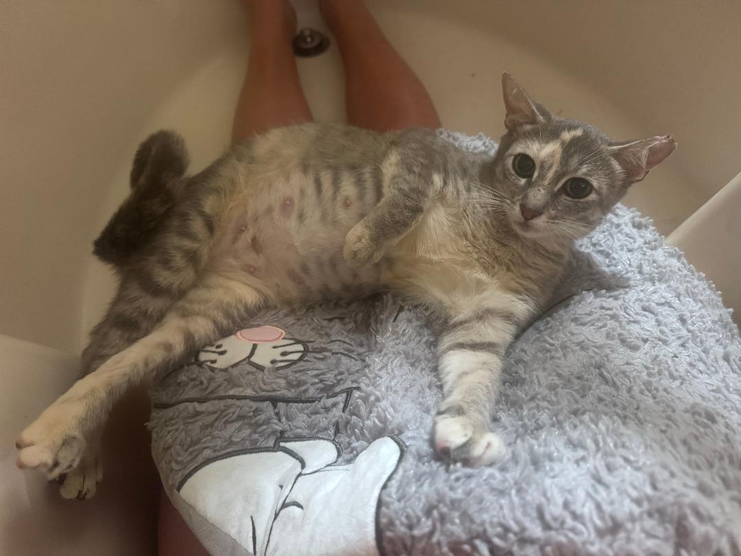Victoria, a Adoptable Domestic Short Hair in Orlando, FL image 1/2