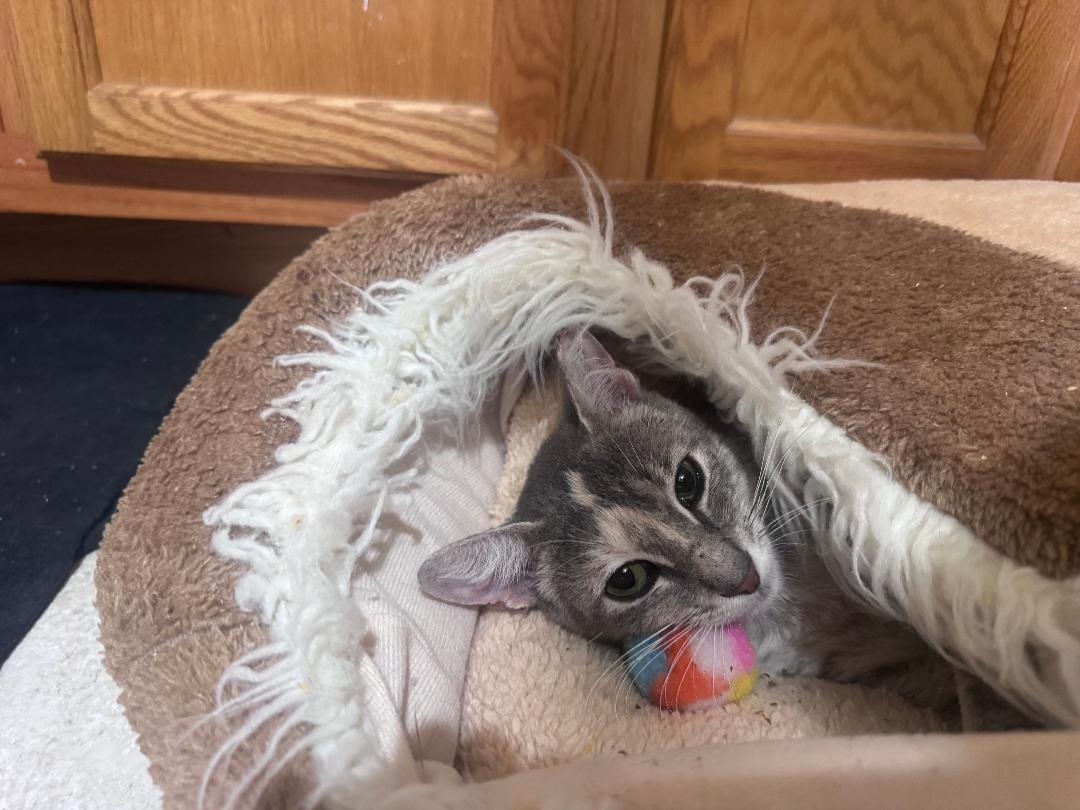 Victoria, a Adoptable Domestic Short Hair in Orlando, FL image 2/2
