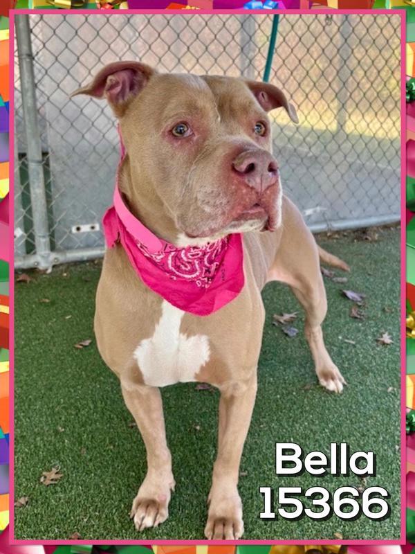 Enlarge Bella(805), a Adoptable mixed breed in Marietta, GA image 1/2