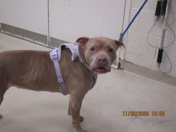 Enlarge Bella(805), a Adoptable mixed breed in Marietta, GA image 2/2