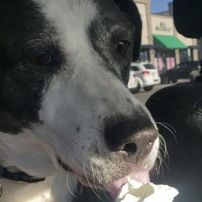 Pepper, an adopted mixed breed in Paramus, NJ image 4/4