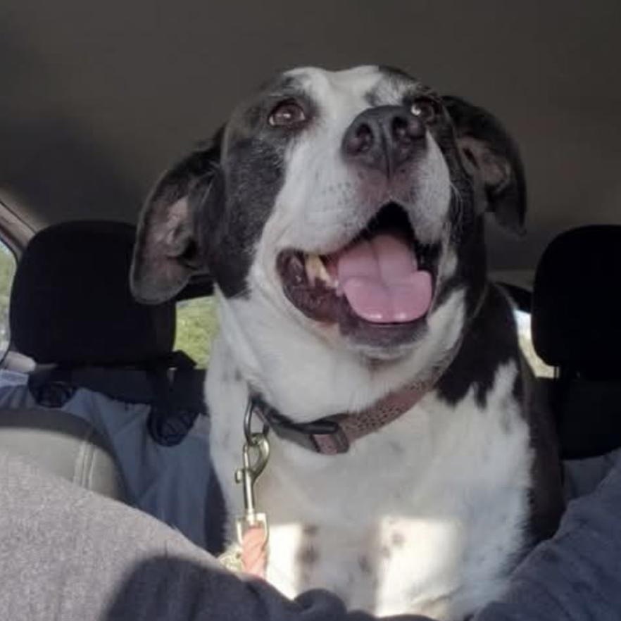 Pepper, an adopted mixed breed in Paramus, NJ image 3/4