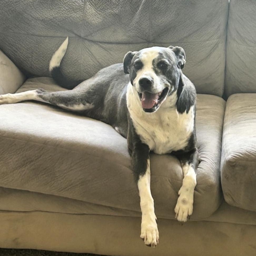 Pepper, an adopted mixed breed in Paramus, NJ image 1/4