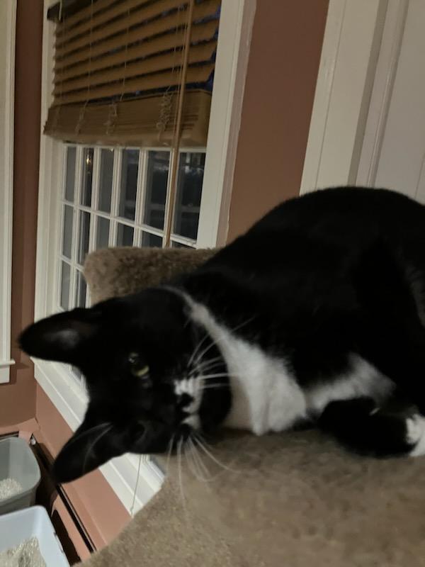 Phoebe and Lily, ADOPTABLE, Young Female Domestic Short Hair.