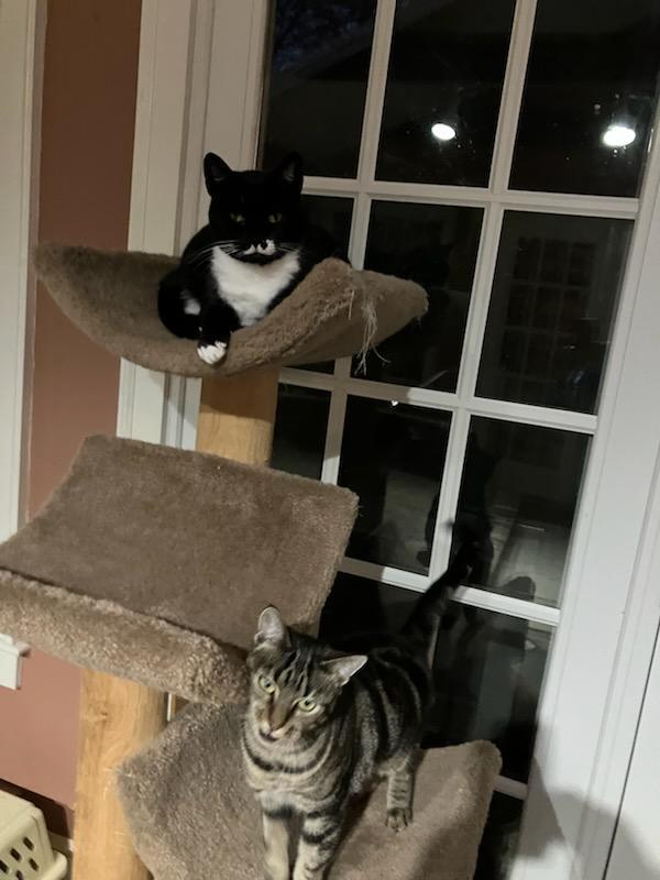 Enlarge Phoebe and Lily, a ADOPTABLE Domestic Short Hair in Melrose, MA image 2/6