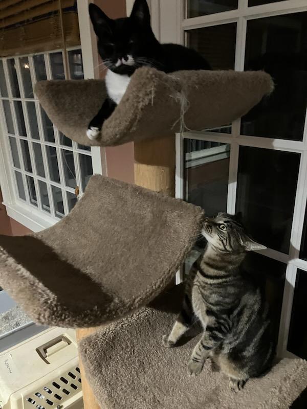 Enlarge Phoebe and Lily, a ADOPTABLE Domestic Short Hair in Melrose, MA image 3/6