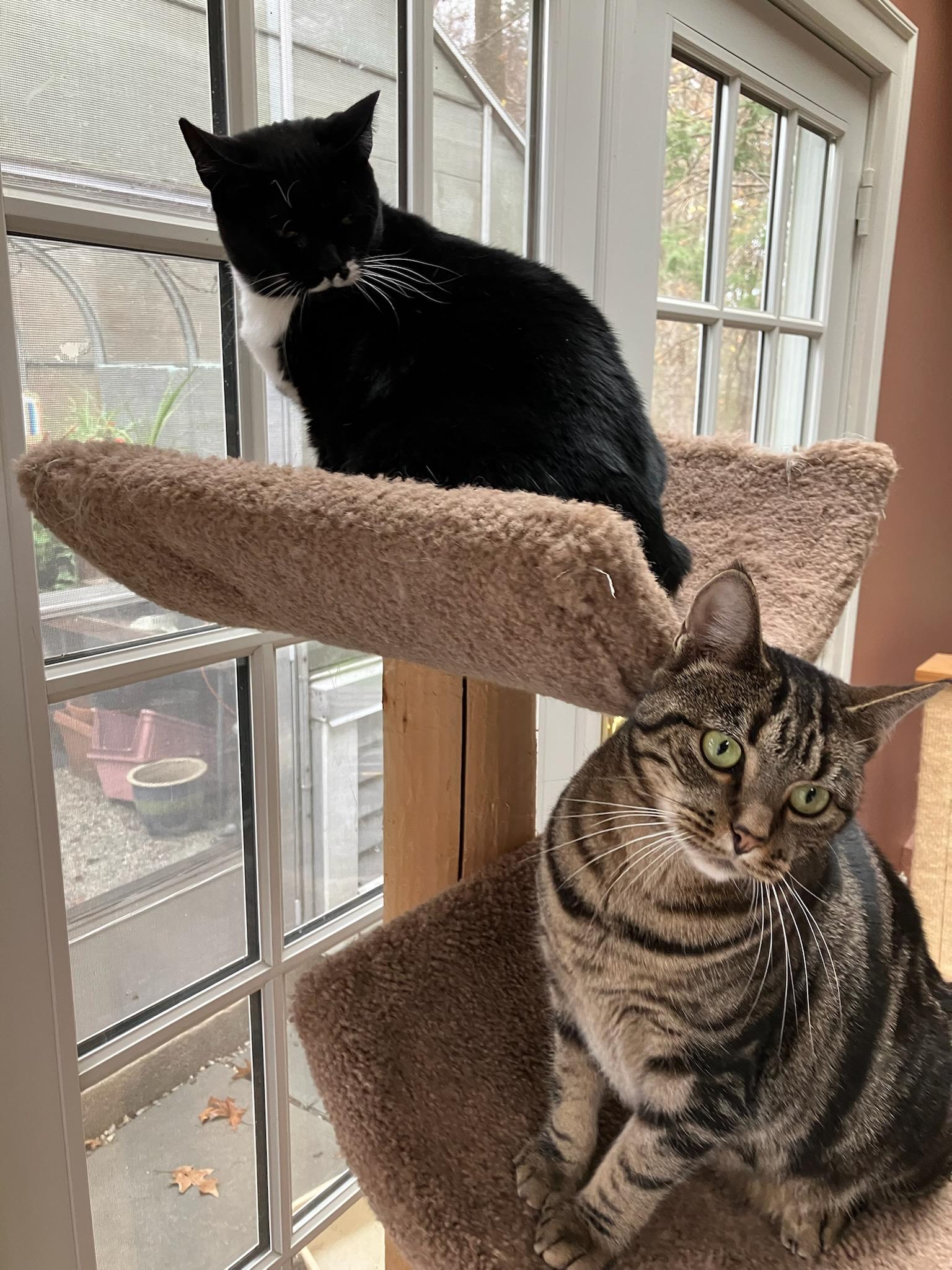 Enlarge Phoebe and Lily, a ADOPTABLE Domestic Short Hair in Melrose, MA image 4/6