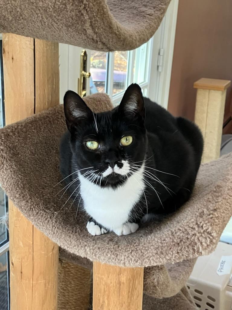 Enlarge Phoebe and Lily, a ADOPTABLE Domestic Short Hair in Melrose, MA image 5/6