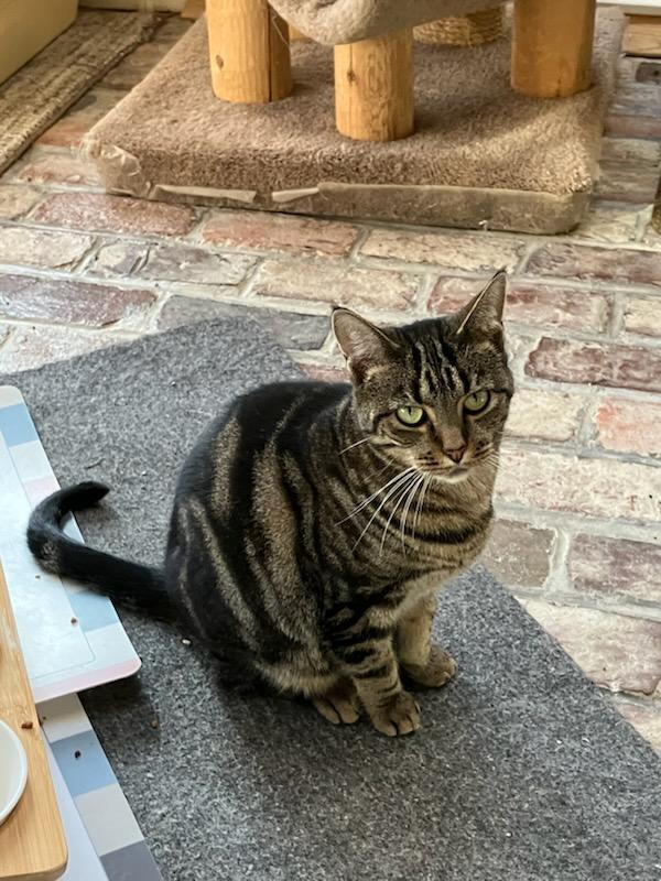 Enlarge Phoebe and Lily, a ADOPTABLE Domestic Short Hair in Melrose, MA image 6/6