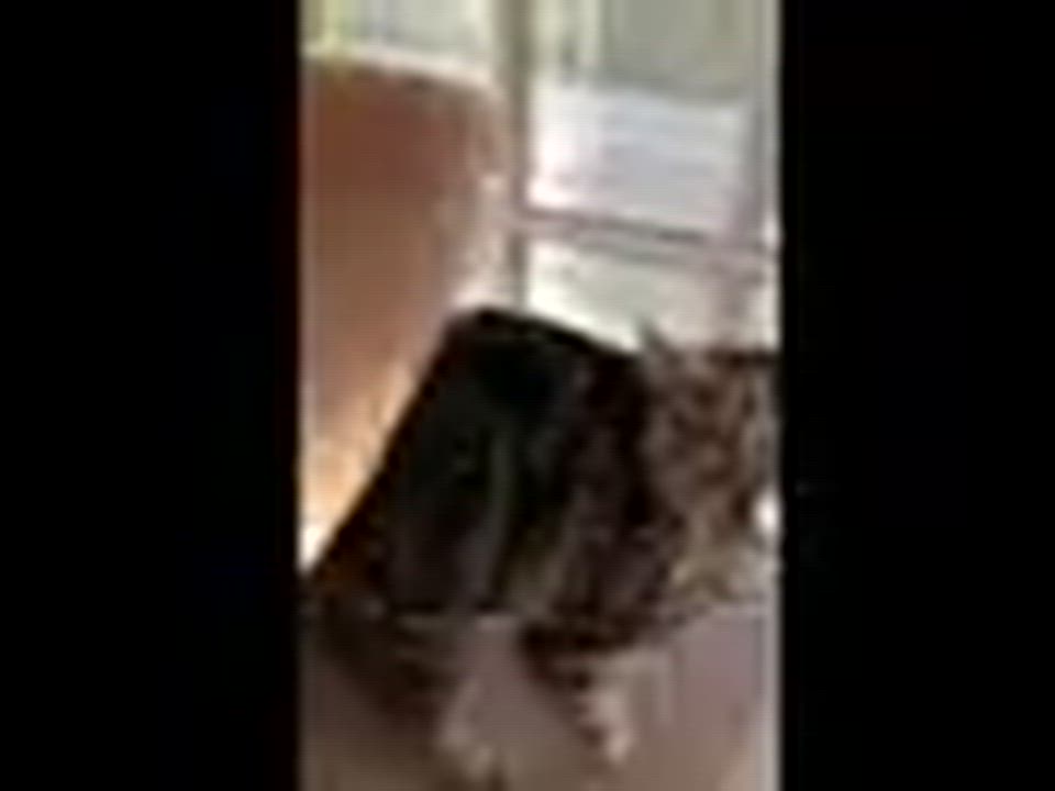 Enlarge Phoebe and Lily, a ADOPTABLE Domestic Short Hair in Melrose, MA video 6/6