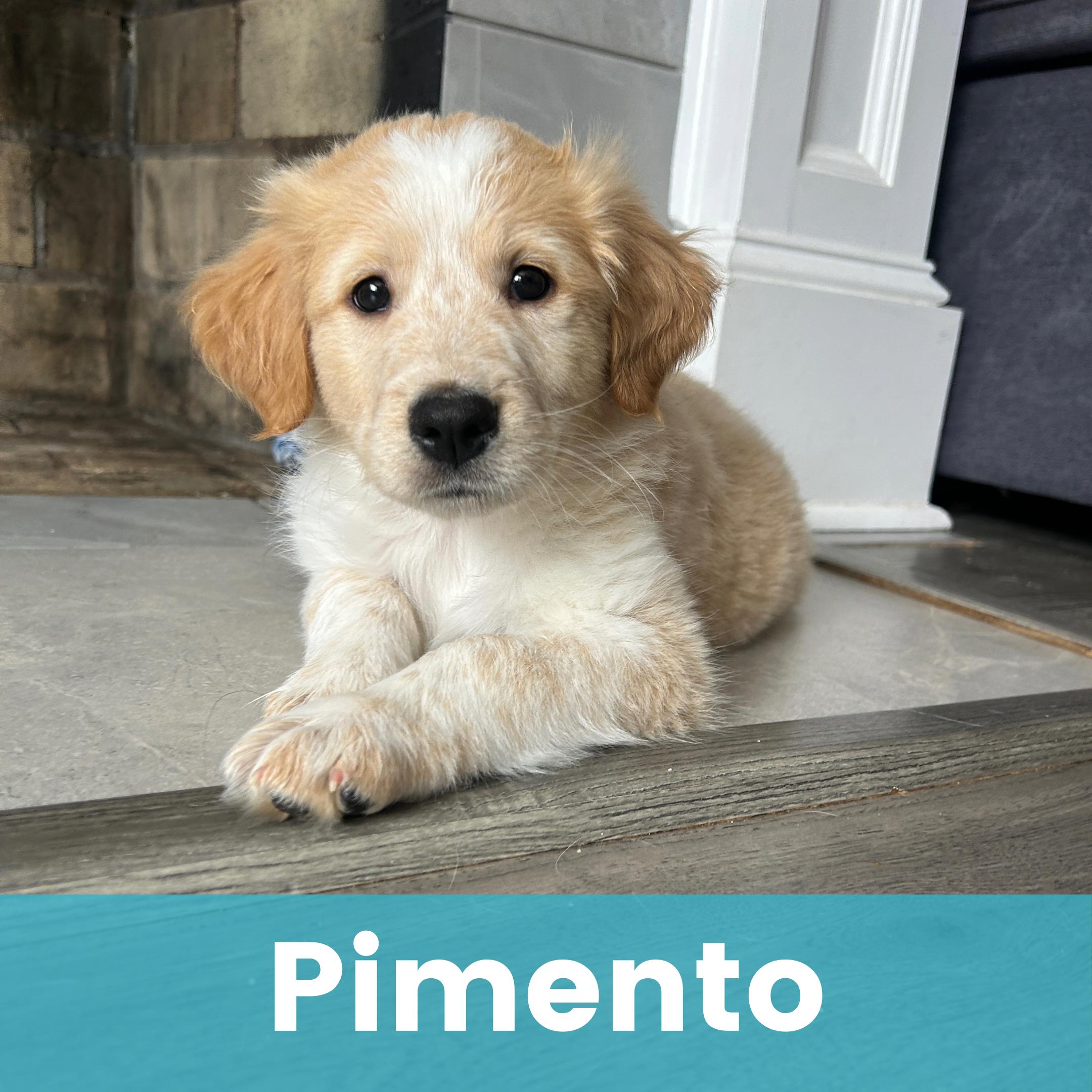 Pimento, adopted, Puppy Female Great Pyrenees.