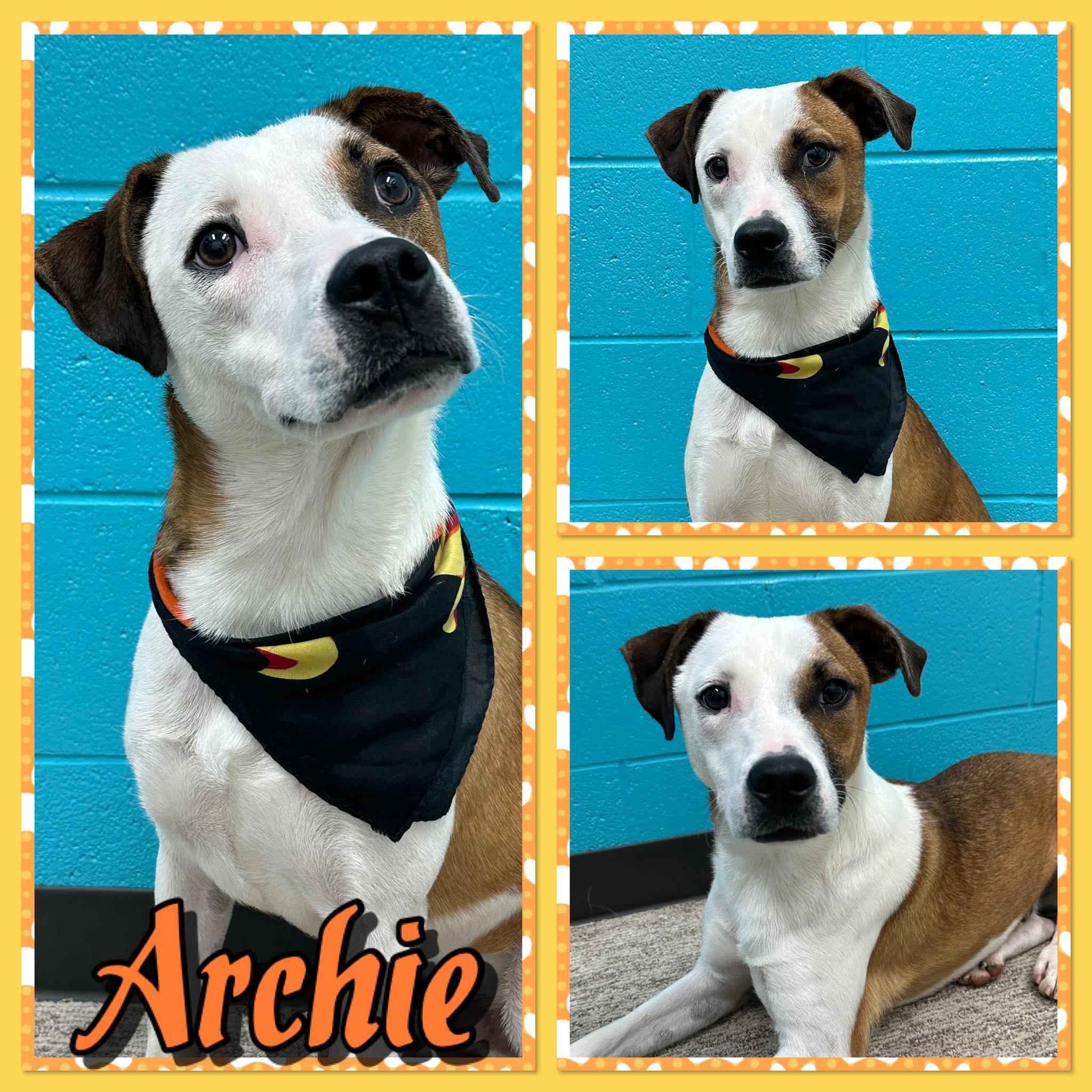 Enlarge Archie, a Adoptable mixed breed in Seagoville, TX image 1/1