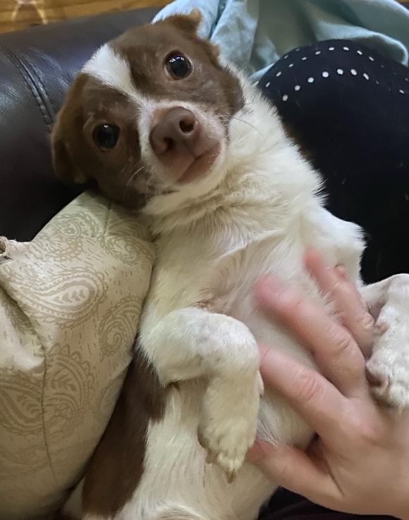 Jerry, a Adopted mixed breed in Somerville, TX image 1/6