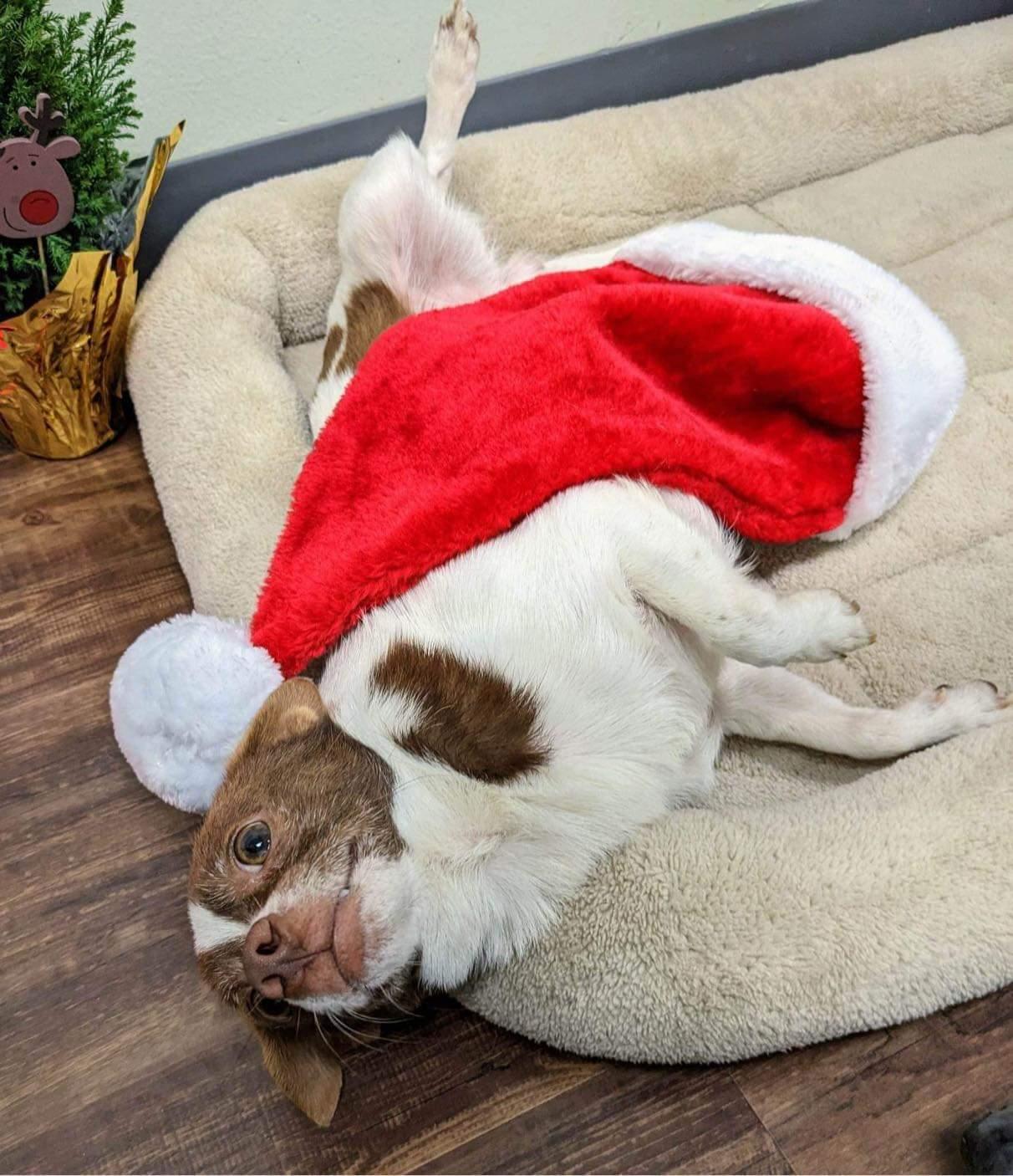 Jerry, a Adopted mixed breed in Somerville, TX image 5/6