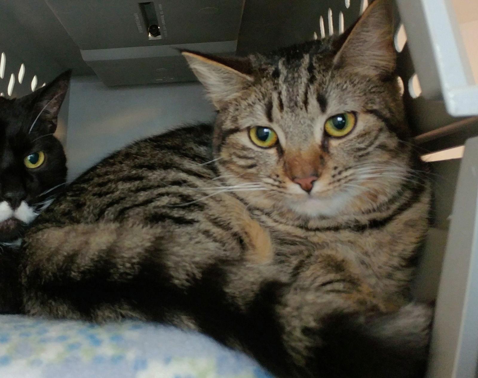 Brownie, Adoptable, Adult Female Domestic Short Hair.