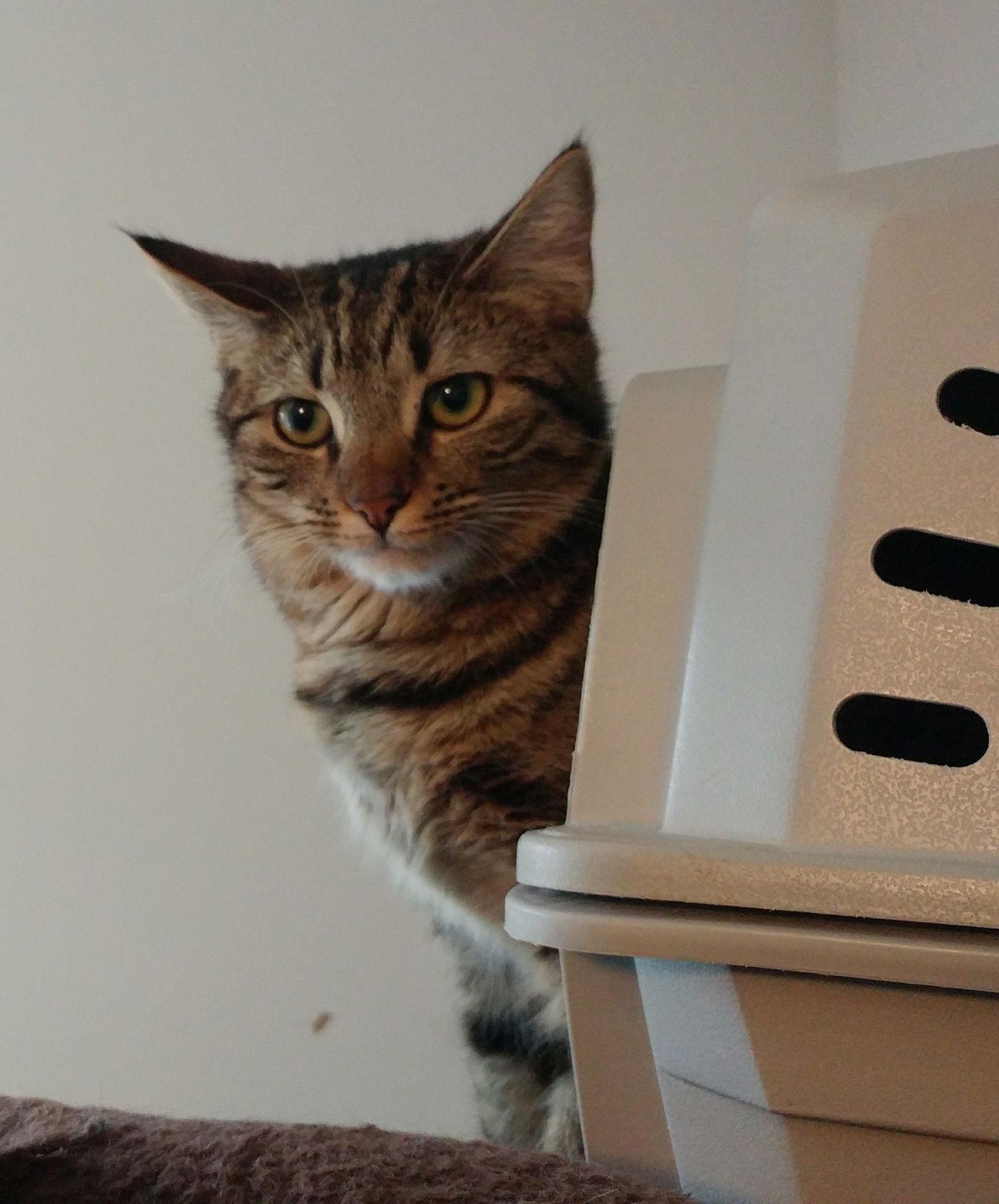 Brownie, a Adoptable Domestic Short Hair in Penndel, PA image 2/3