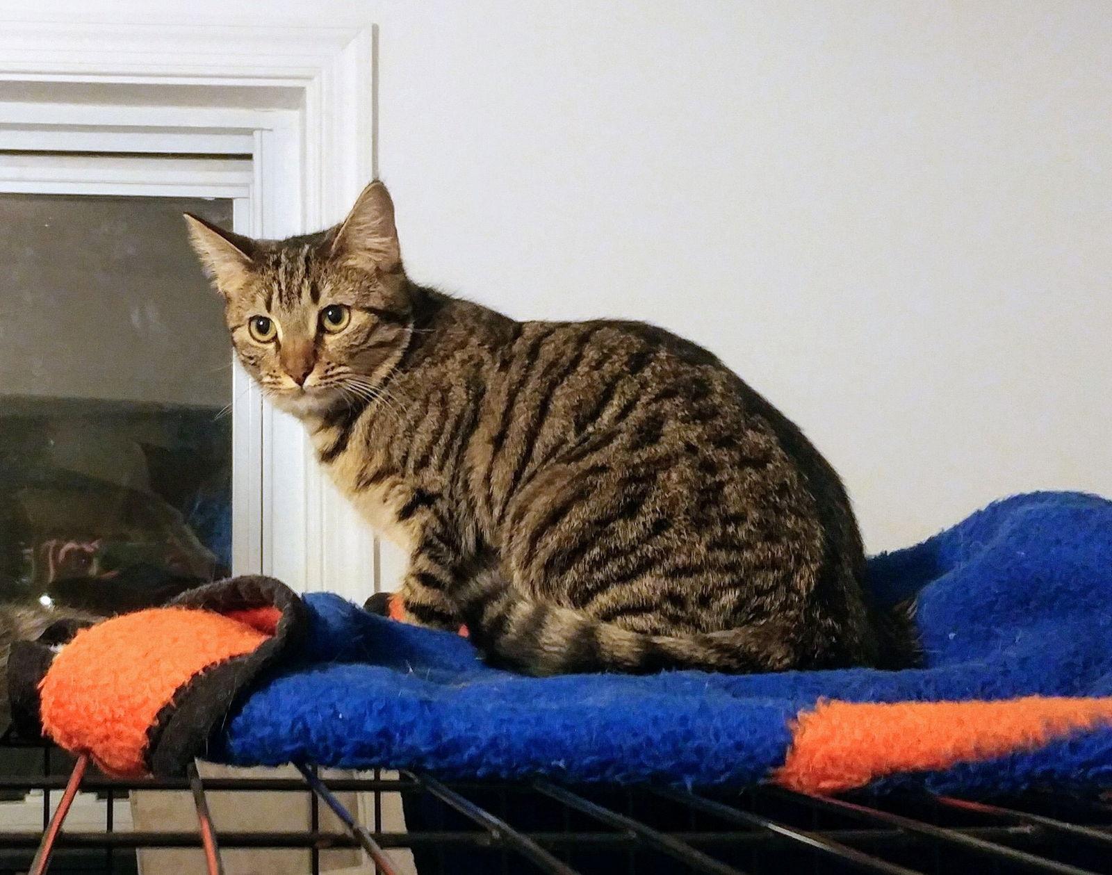 Brownie, a Adoptable Domestic Short Hair in Penndel, PA image 3/3