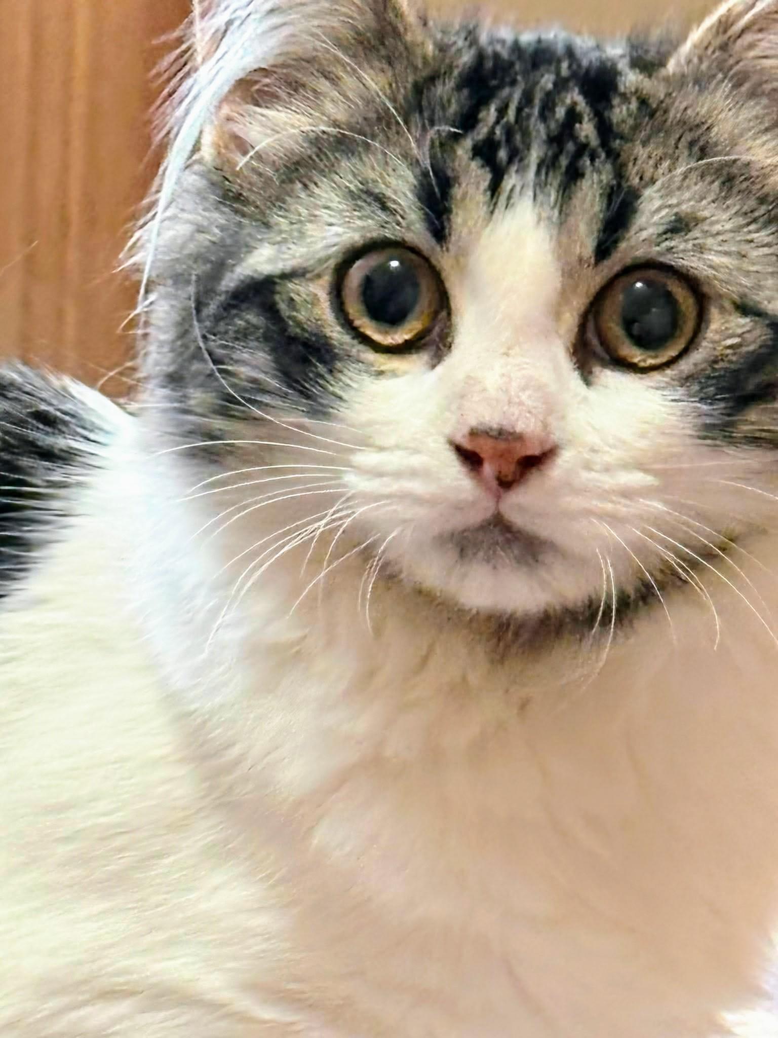 Luna, a ADOPTABLE Domestic Medium Hair in Winnipeg, MB image 4/5