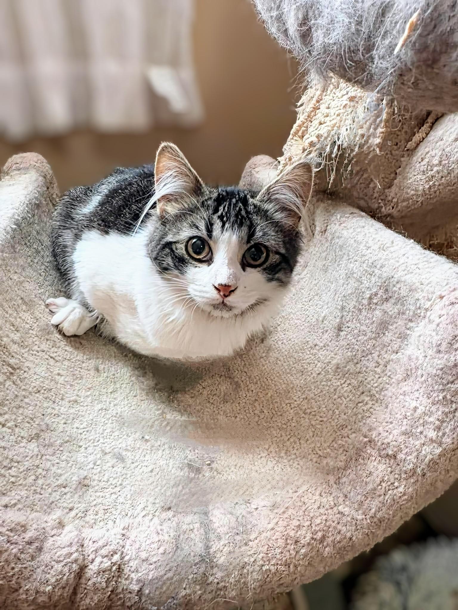 Luna, a ADOPTABLE Domestic Medium Hair in Winnipeg, MB image 5/5
