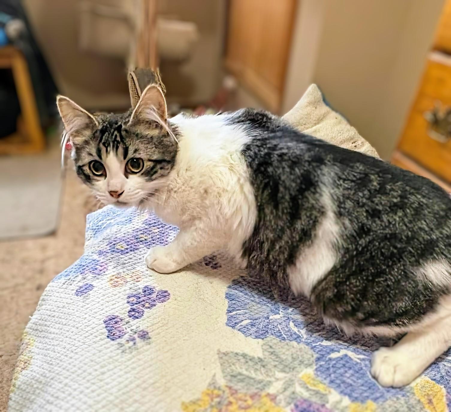 Luna, a ADOPTABLE Domestic Medium Hair in Winnipeg, MB image 3/5