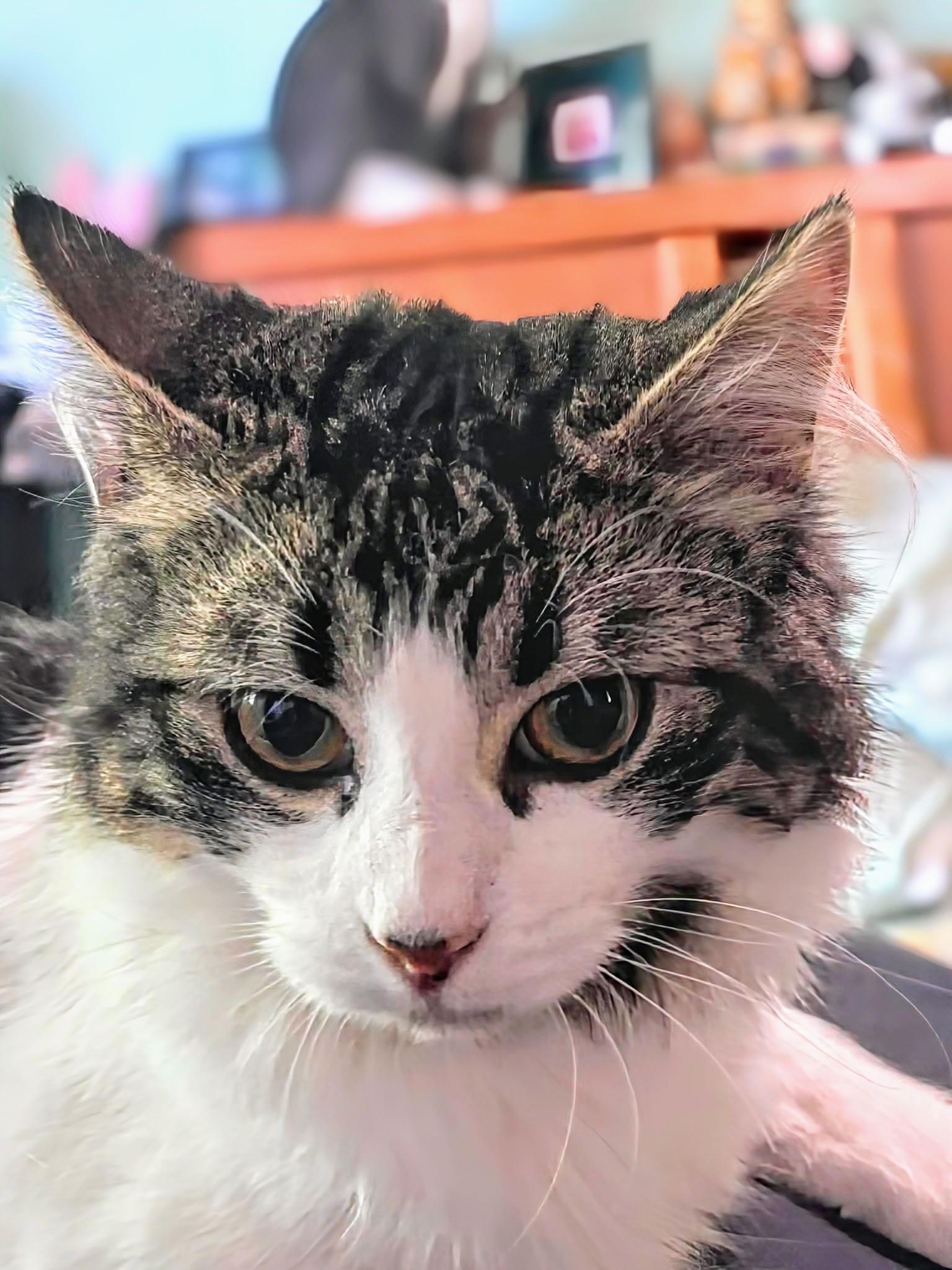 Luna, a ADOPTABLE Domestic Medium Hair in Winnipeg, MB image 2/5