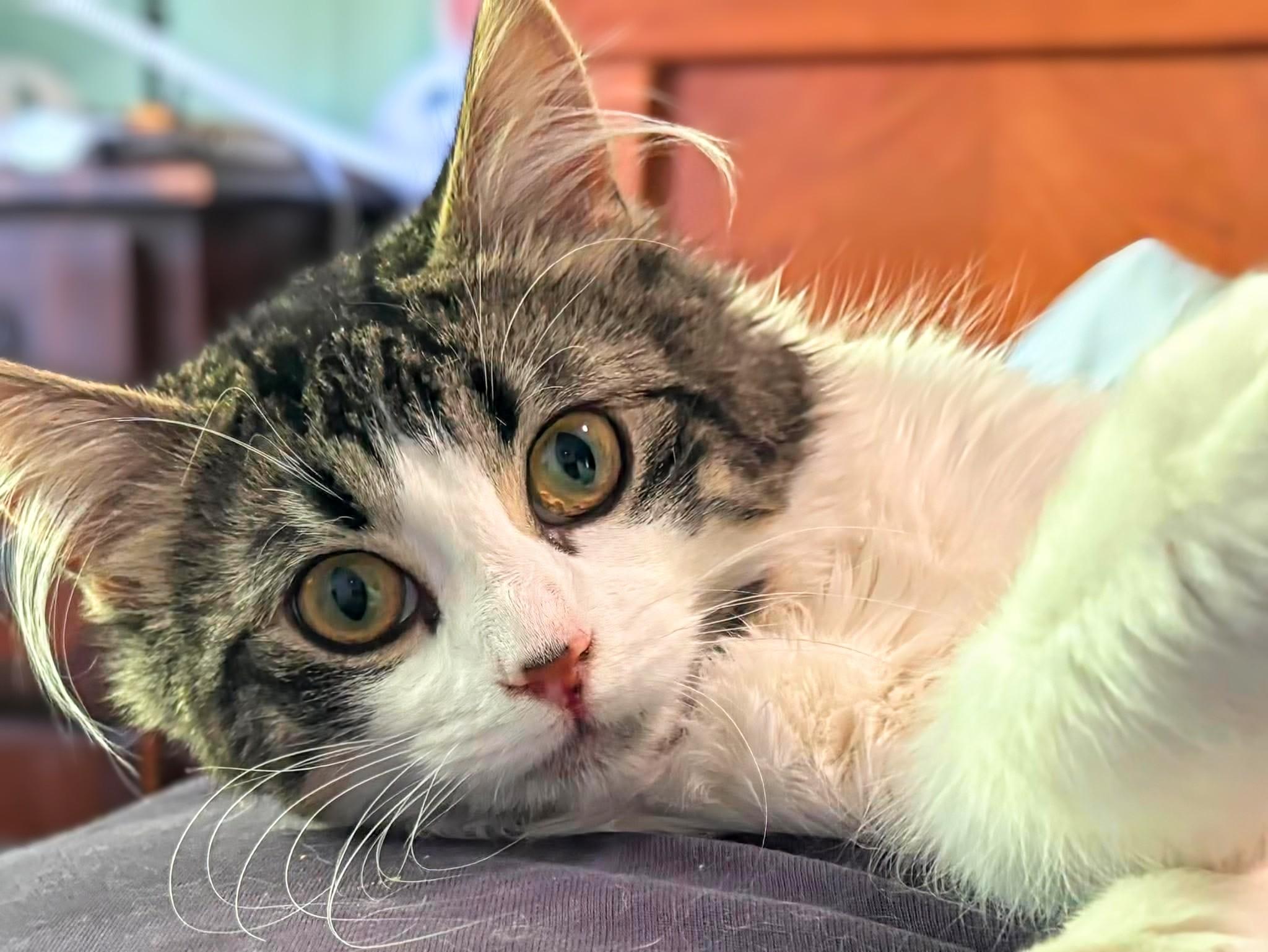 Luna, a ADOPTABLE Domestic Medium Hair in Winnipeg, MB image 1/5