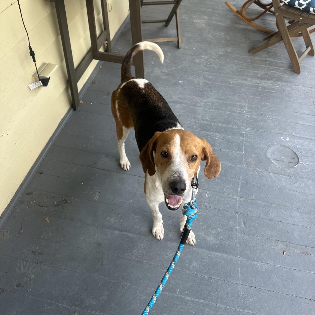 Thomas, Adoptable, Adult Male Mixed Breed.