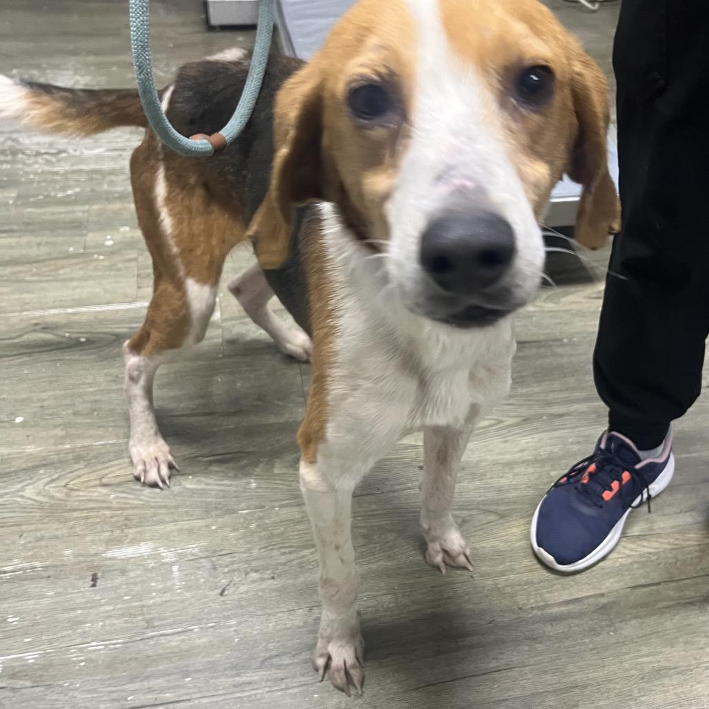 Enlarge Thomas, a Adoptable Mixed Breed in Summerville, SC image 2/6