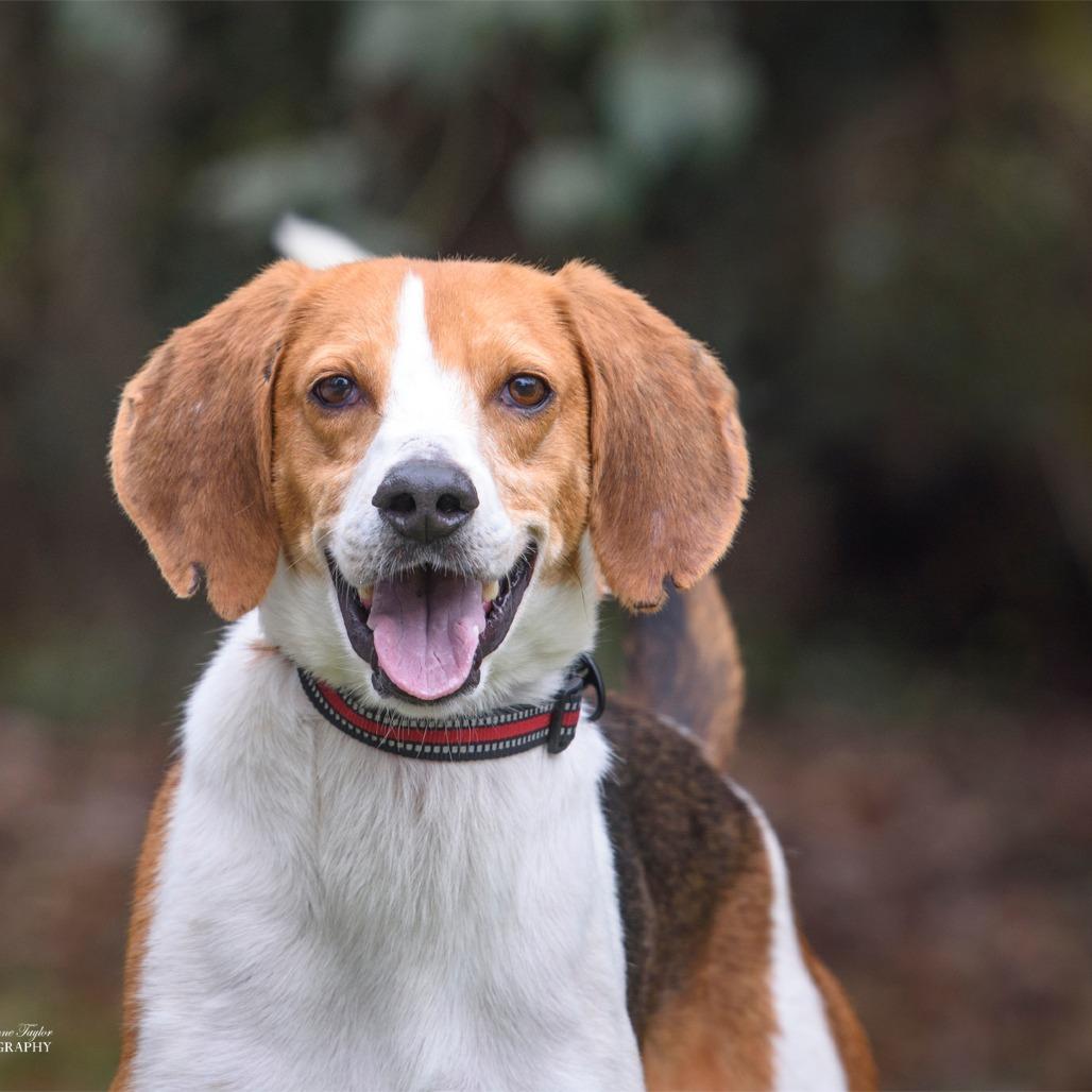 Enlarge Thomas, a Adoptable Mixed Breed in Summerville, SC image 3/6