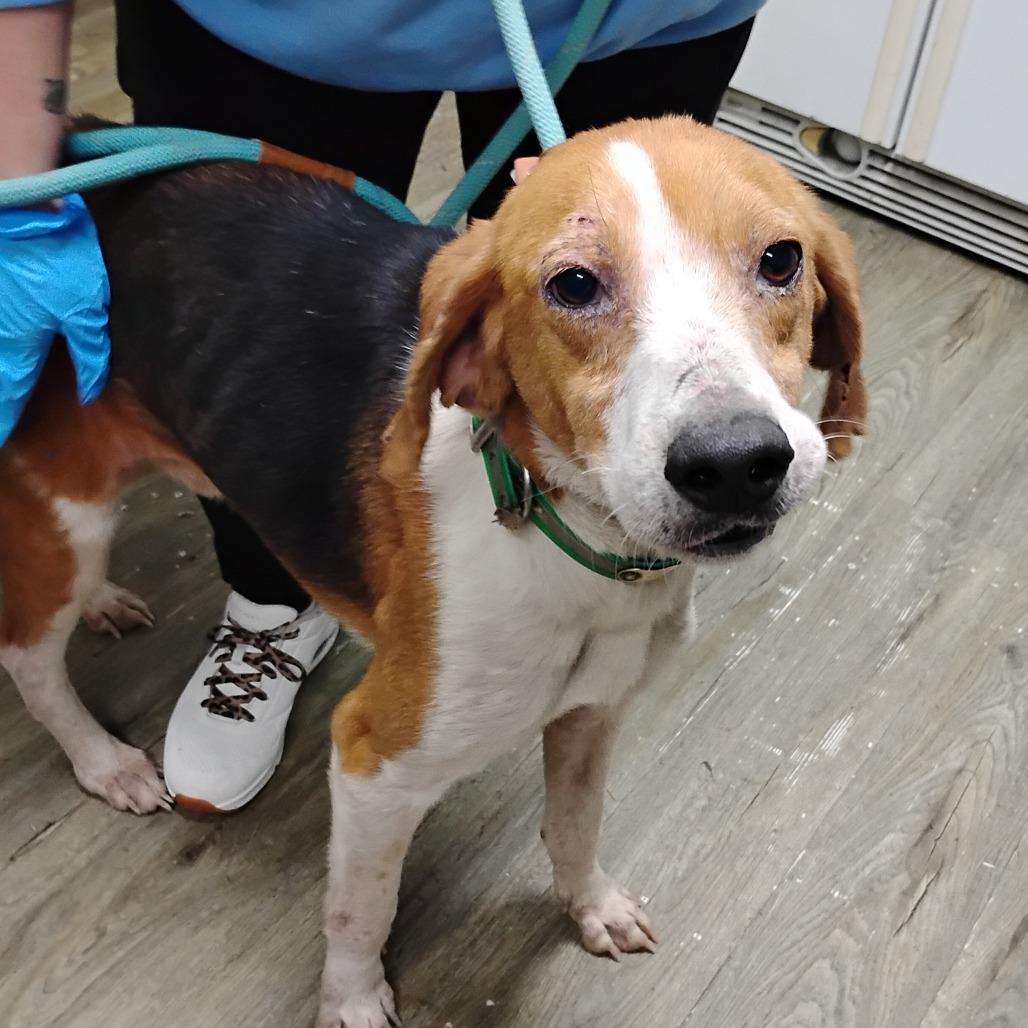 Enlarge Thomas, a Adoptable Mixed Breed in Summerville, SC image 5/6