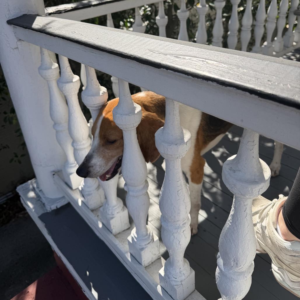 Enlarge Thomas, a Adoptable Mixed Breed in Summerville, SC image 6/6