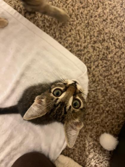 Fin, Adoptable, Kitten Male Domestic Short Hair & Domestic Short Hair.