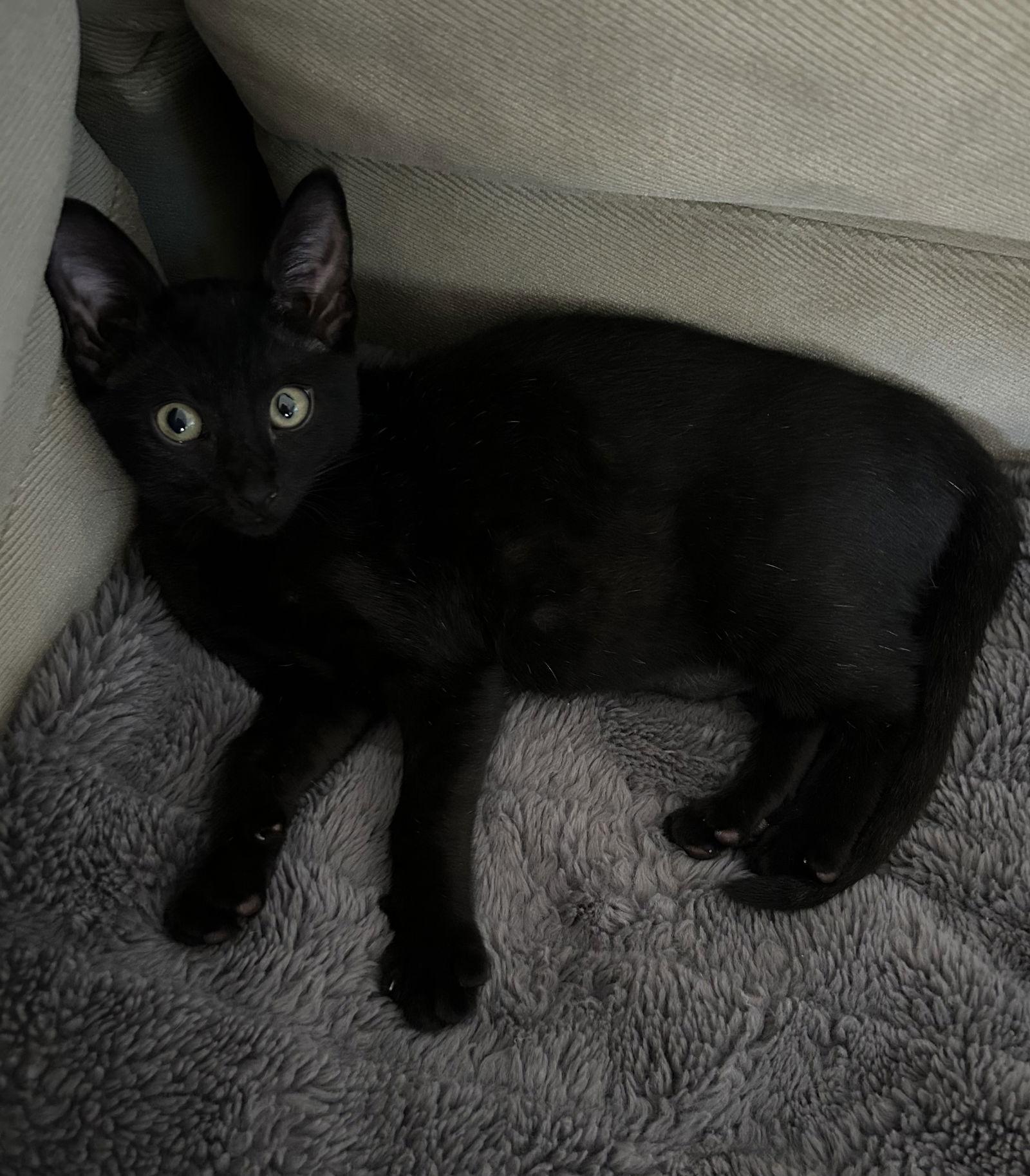 Finn, Adopted, Kitten Male Domestic Short Hair.