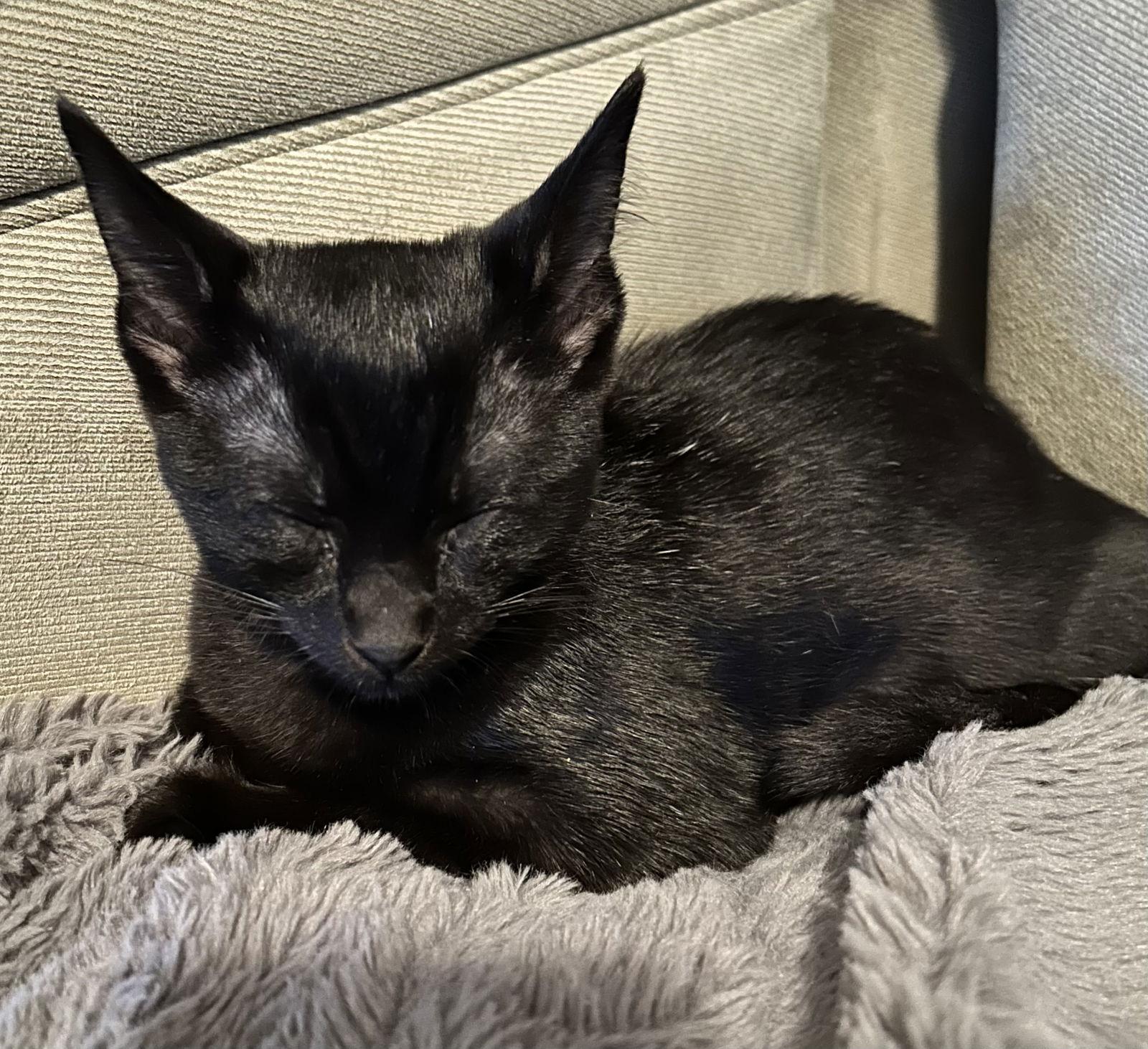 Enlarge Finn, a Adopted Domestic Short Hair in West Palm Beach, FL image 2/3