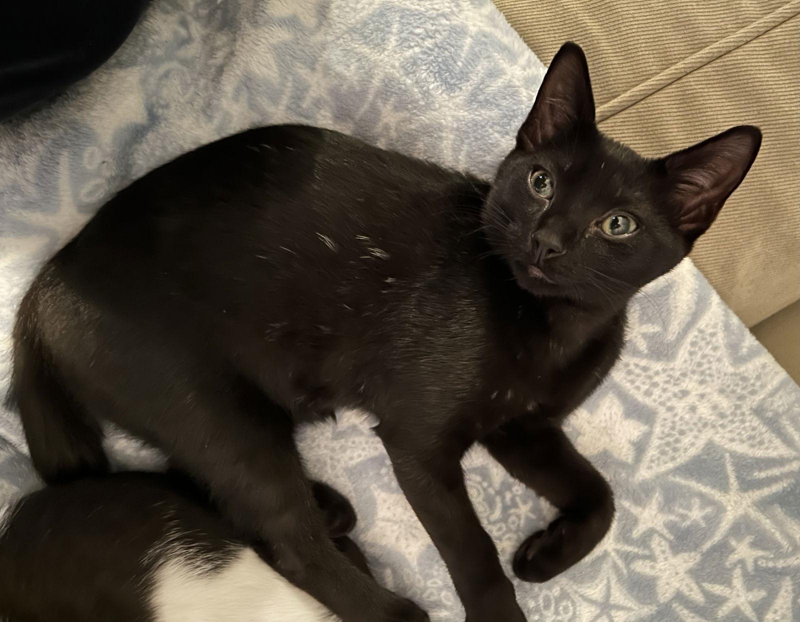 Enlarge Finn, a Adopted Domestic Short Hair in West Palm Beach, FL image 3/3