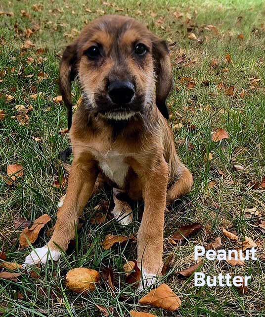 PUPPY PEANUT BUTTER, Adopted, Puppy Male Hound.