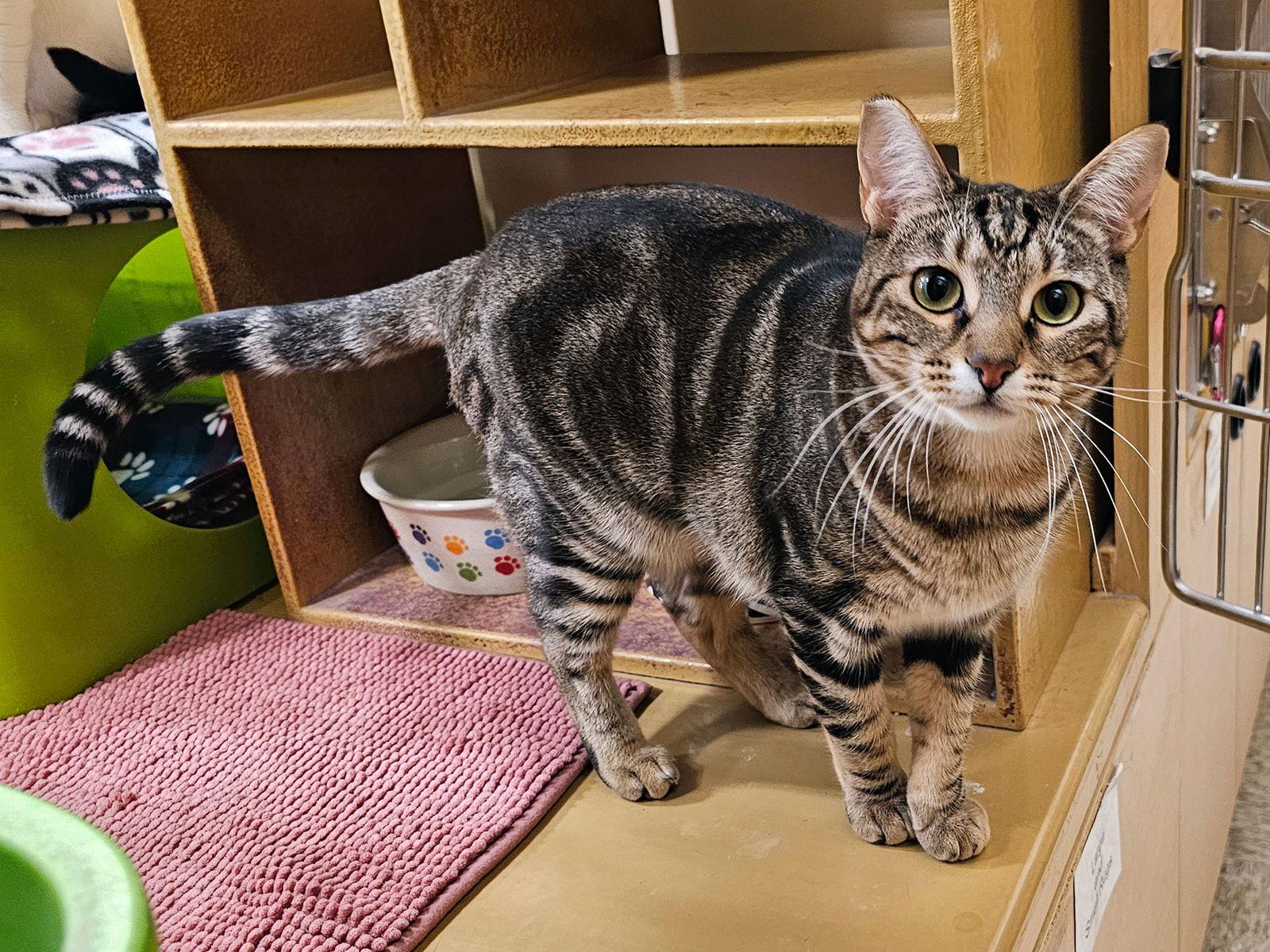 Rove, Adoptable, Young Female Domestic Short Hair.