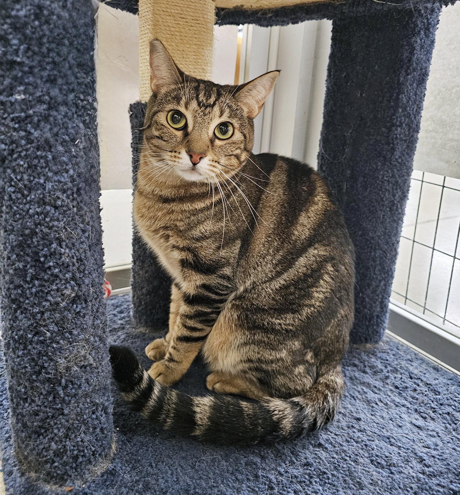 Enlarge Rove, a Adoptable Domestic Short Hair in Mission Viejo, CA image 3/3