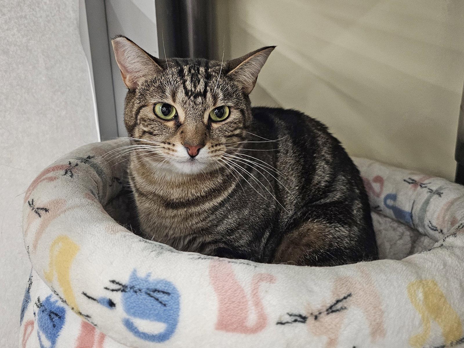 Enlarge Rove, a Adoptable Domestic Short Hair in Mission Viejo, CA image 3/3