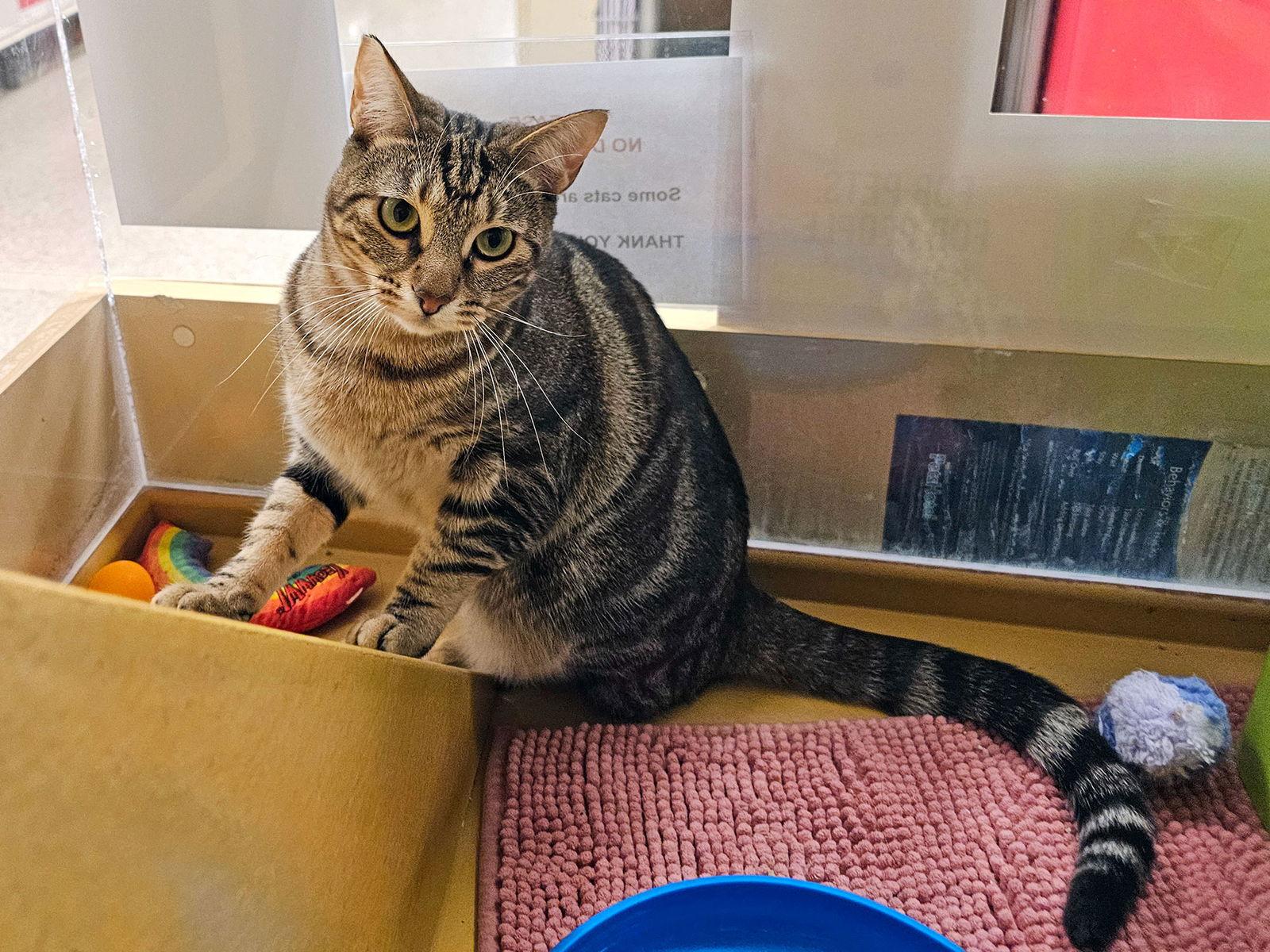 Enlarge Rove, a Adoptable Domestic Short Hair in Mission Viejo, CA image 3/3