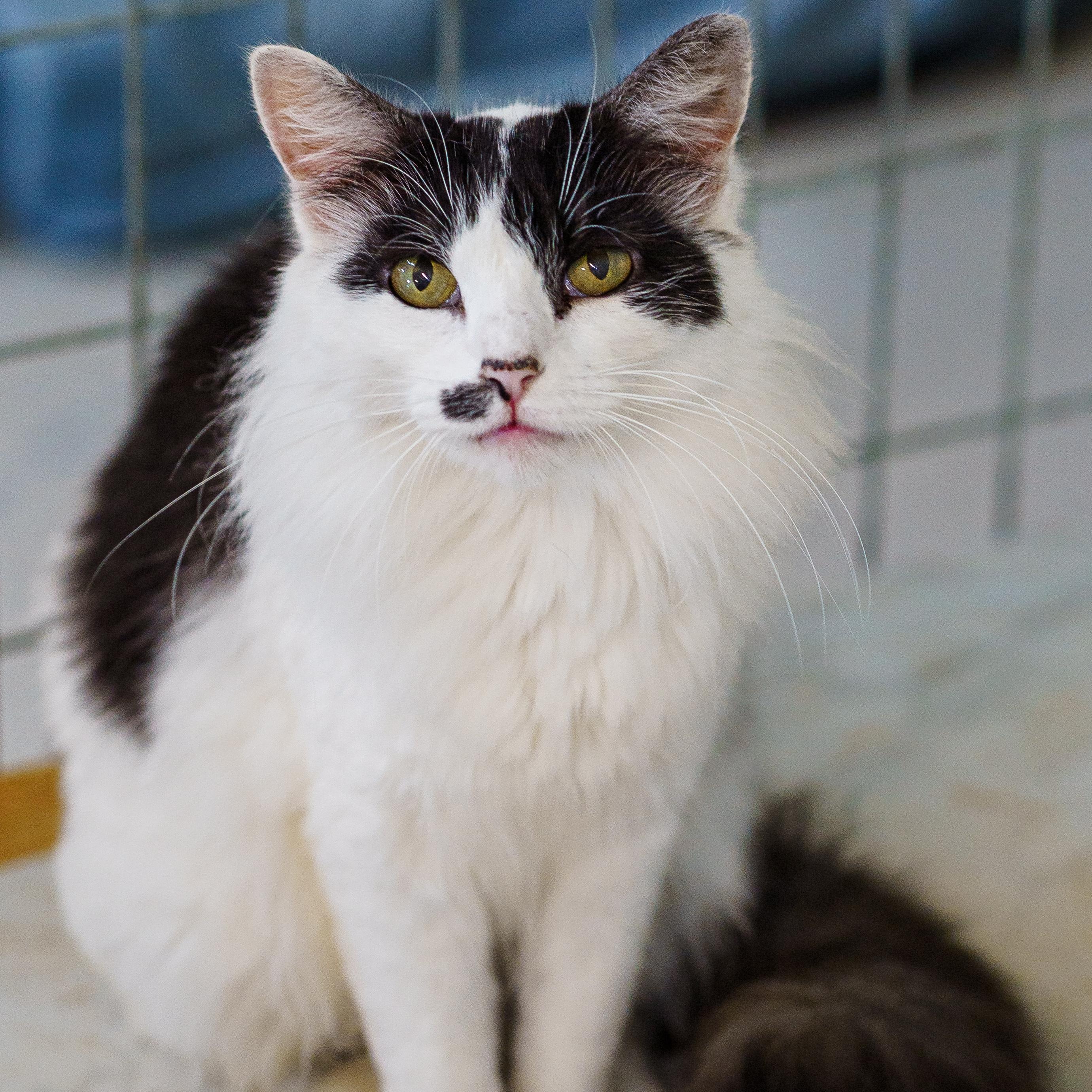 Maybelline, Adoptable, Adult Female Domestic Long Hair.