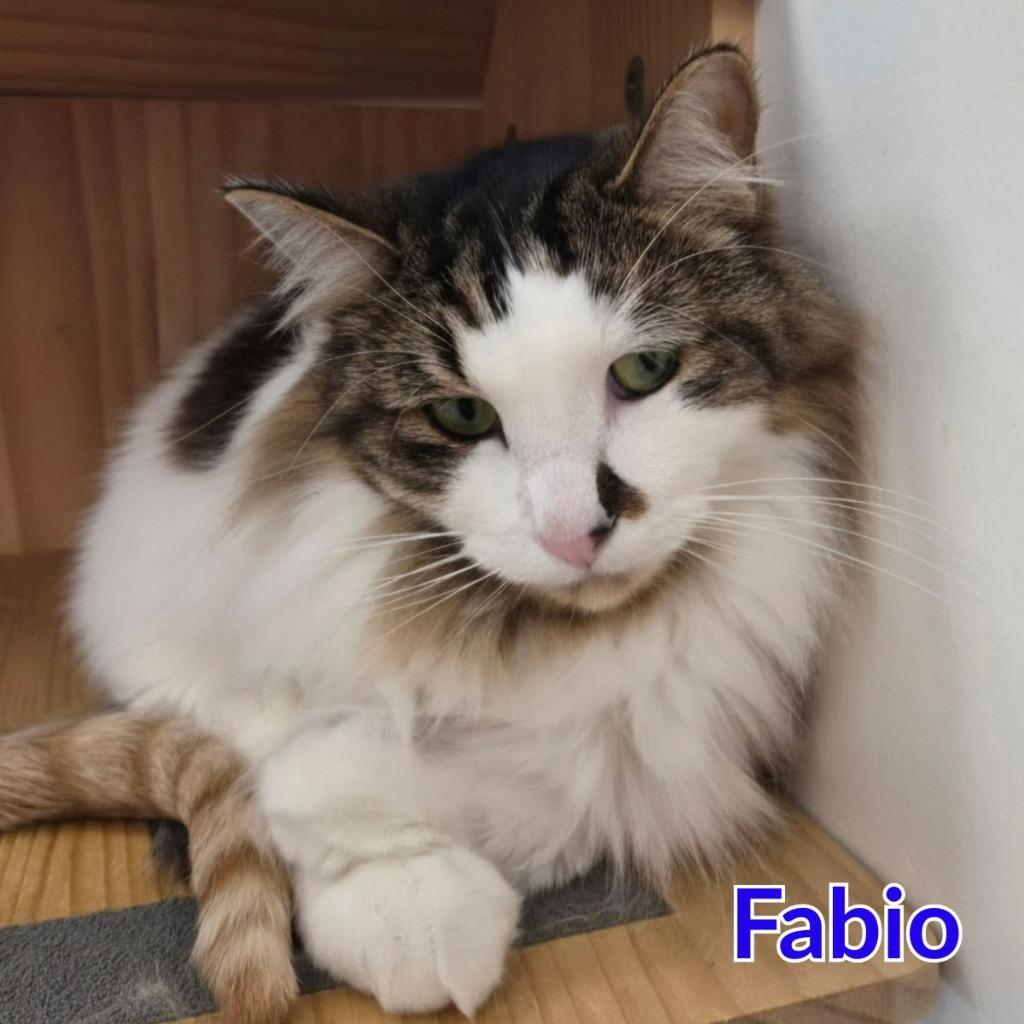 Fabio, Adoptable, Adult Male Domestic Long Hair.