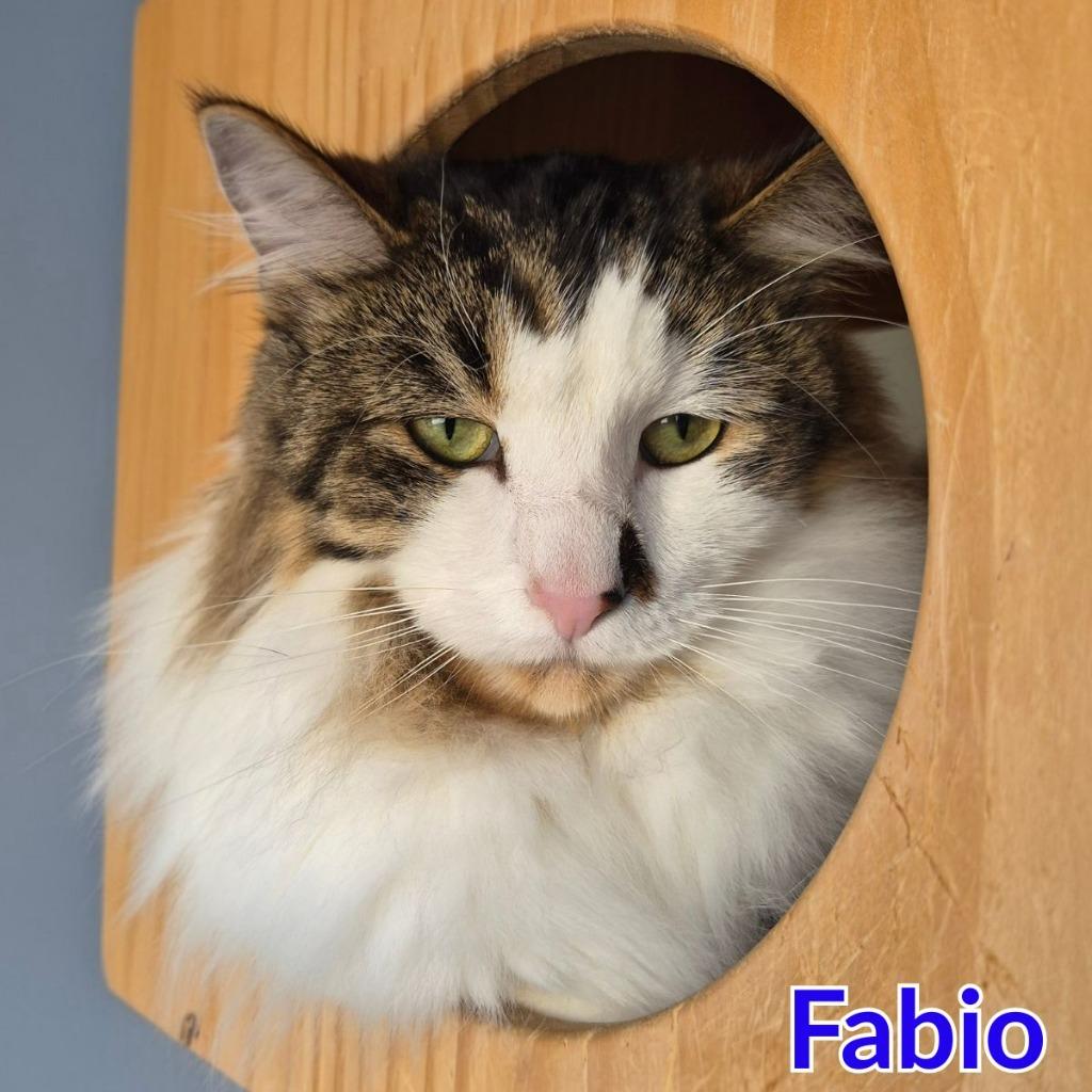 Fabio, a Adoptable mixed breed in North Saint Paul, MN image 2/4